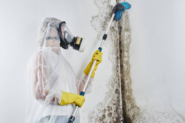 Best Toxic Mold Removal  in Monrovia, MD