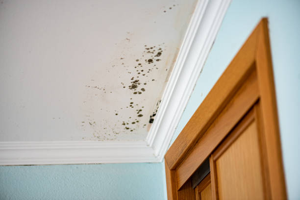 Certified Mold Removal in Monrovia, MD
