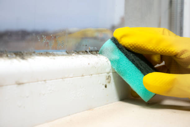 Best Mold Remediation  in Monrovia, MD