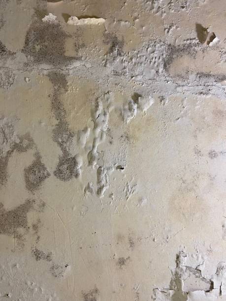 Best Same-Day Mold Removal  in Monrovia, MD