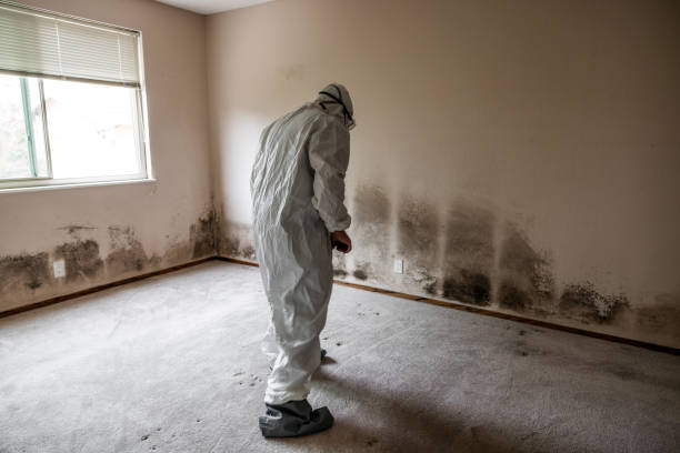 Best Mold Cleaning Services  in Monrovia, MD