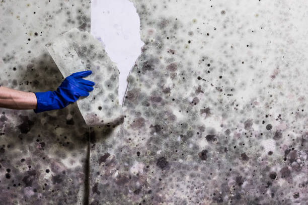 Best Office Mold Removal Services  in Monrovia, MD