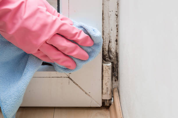 Best Mold Damage Repair  in Monrovia, MD