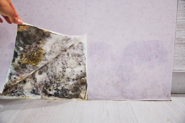Best Professional Mold Removal  in Monrovia, MD